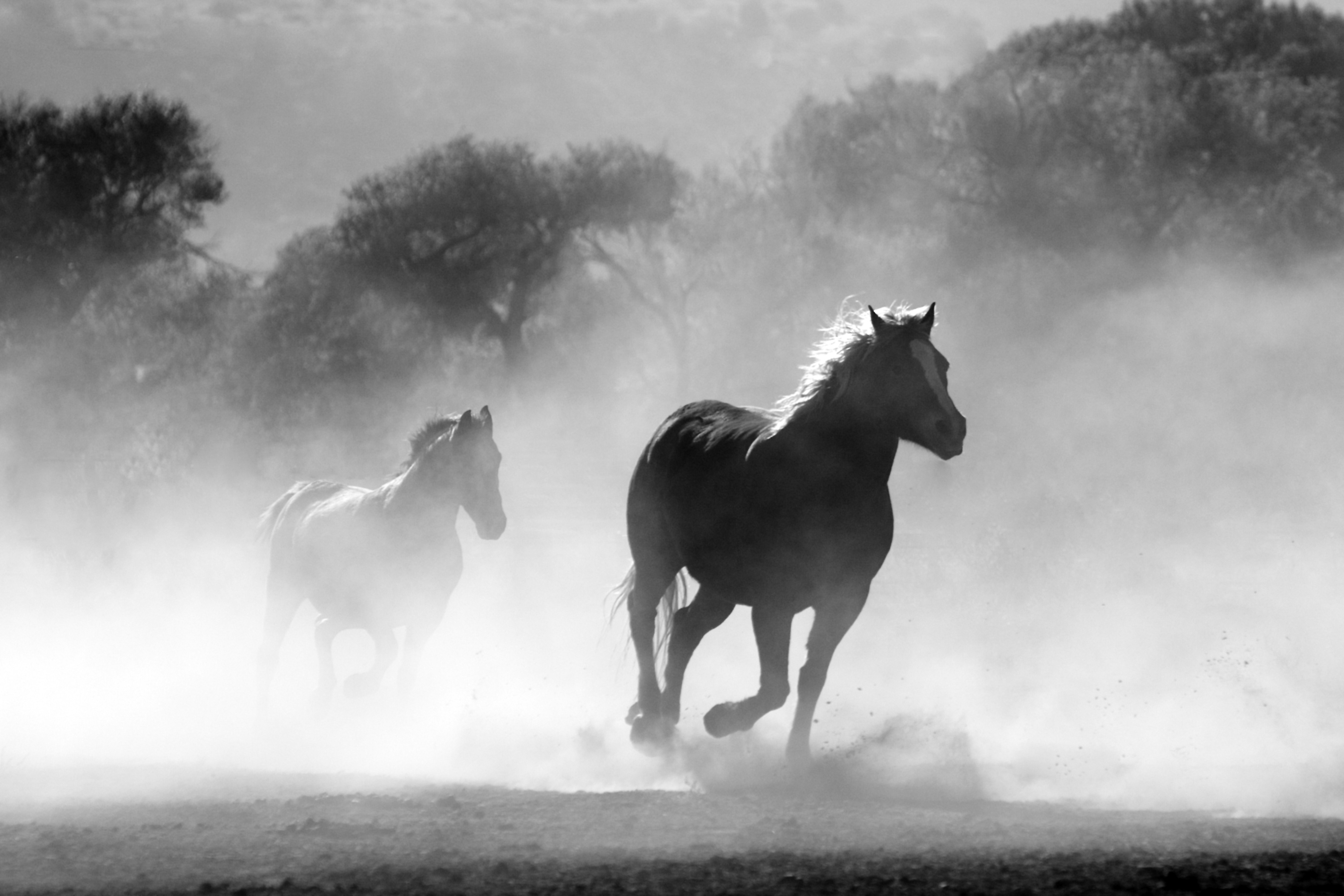 horse-herd-fog-nature-52500