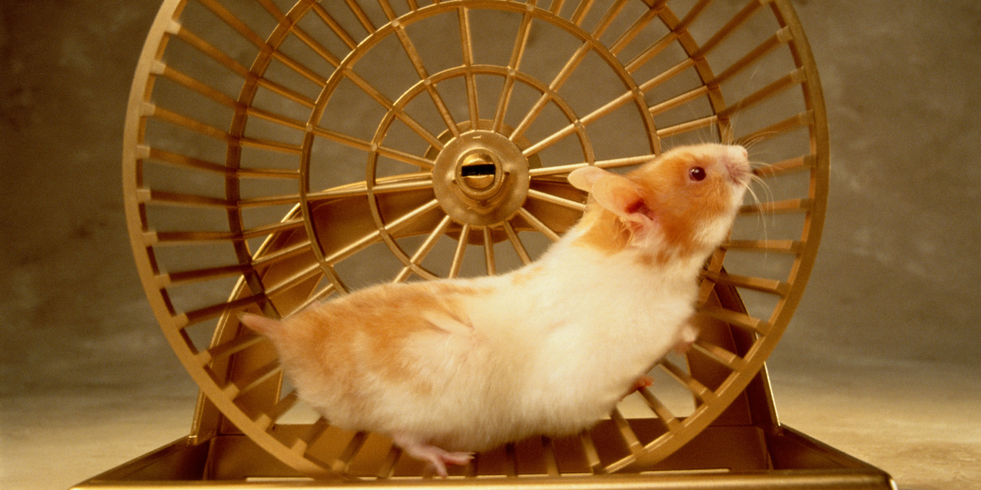 hamster-wheel