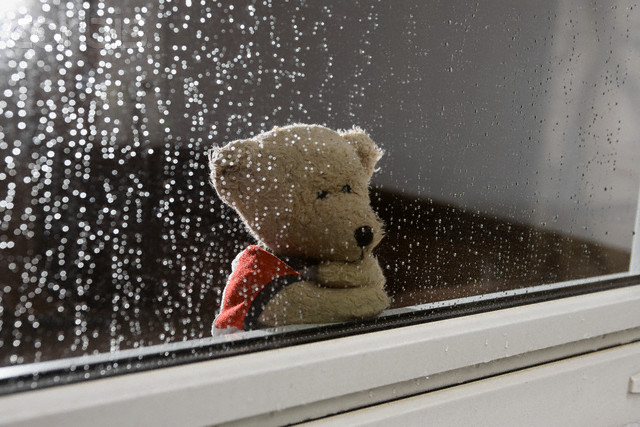Teddy Bear Looking out of Window