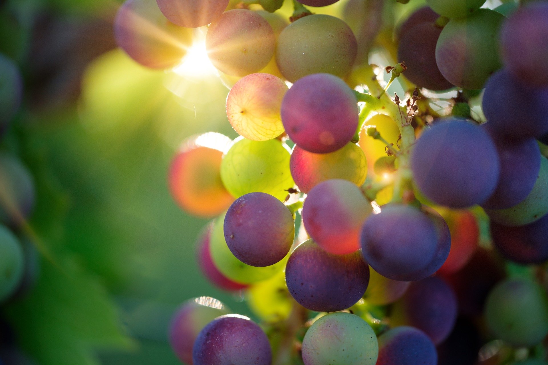 FREE Pixabay - Grapes